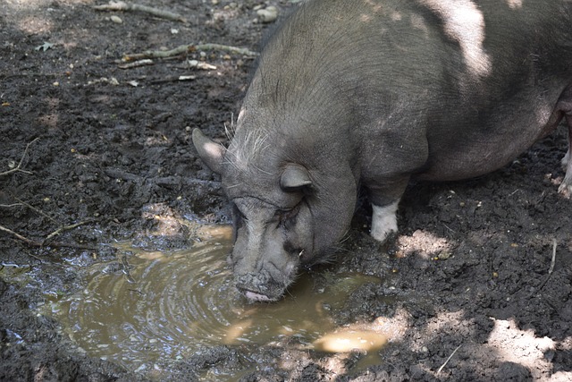 詹姆斯的表 詹姆斯的表
